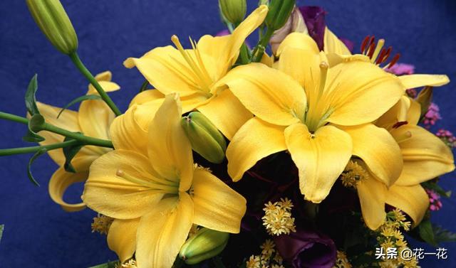 鲜花种类及价格_鲜花的种类及价格行情