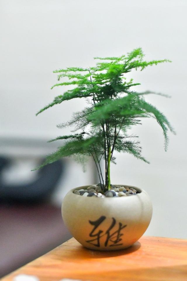 文竹用什么肥料最好最旺_文竹用什么肥料最好最旺风水