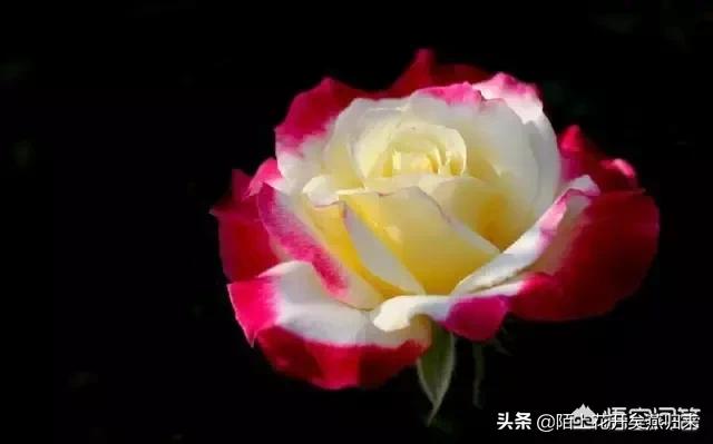 道歉送什么花合适_给女友道歉送什么花