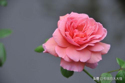 三朵月季花的花语_三朵月季花的花语是什么