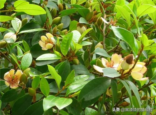 含笑花一年开几次花_含笑花是凶树还是吉树
