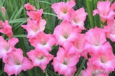 教师节送什么花更合适_教师节送什么花合适女老师