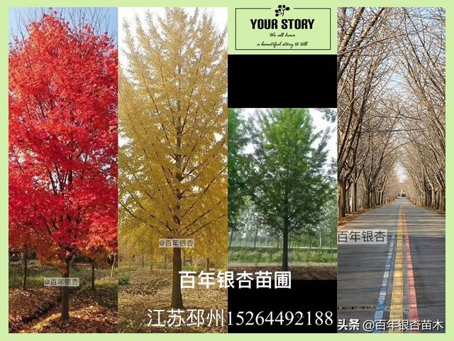 绿化苗木图片大全（绿化苗木品种大全及名称图册）