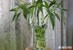 在水里养的花有哪些_在水里养的植物有哪些