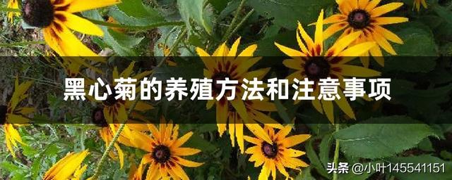 黑心菊发芽图片_黑心菊的叶子图片