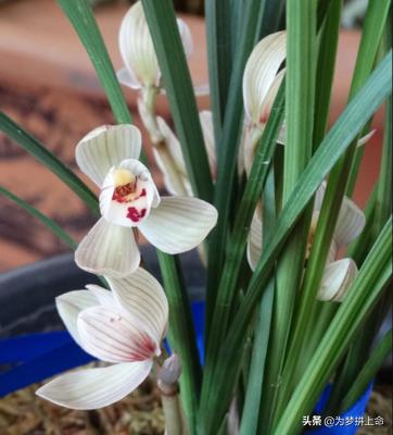 兰花多长时间浇一次水_兰花多长时间浇一次水什么时候开花