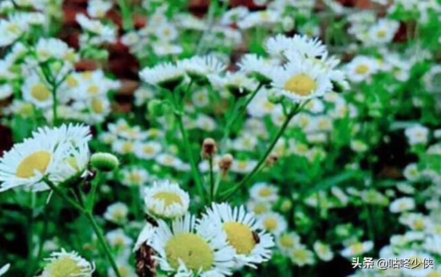 小雏菊的花语是什么象征着什么