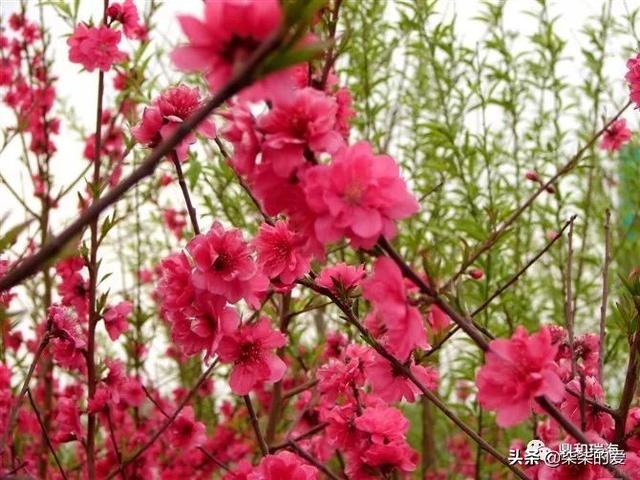 红叶碧桃价格表明细_红叶碧桃和红叶桃的区别