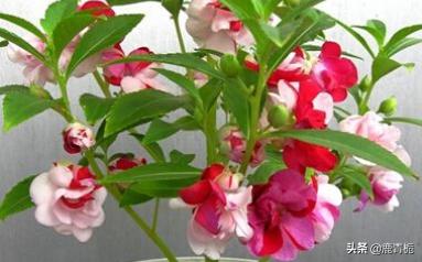 中国凤仙花图片_凤仙花全图