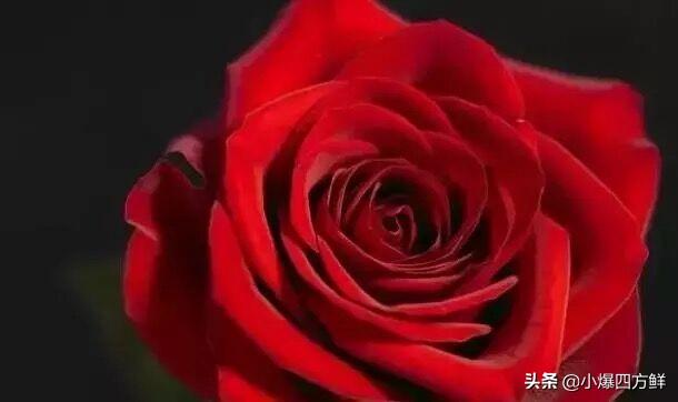 各种玫瑰花的花语合集_玫瑰花100种花的花语