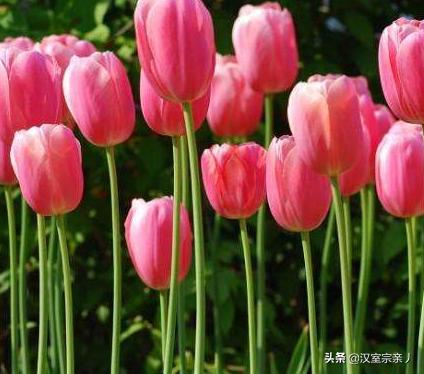 不同颜色的郁金香花语_郁金香所有颜色的花语