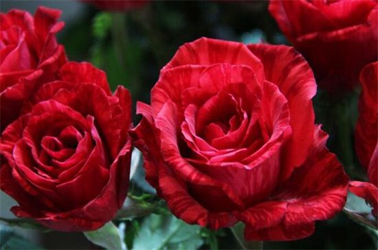 玫瑰花语6朵代表什么_6朵玫瑰 花语