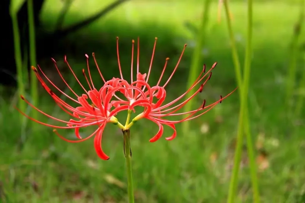 死人花叫什么花_死人花叫什么花图片大全大图