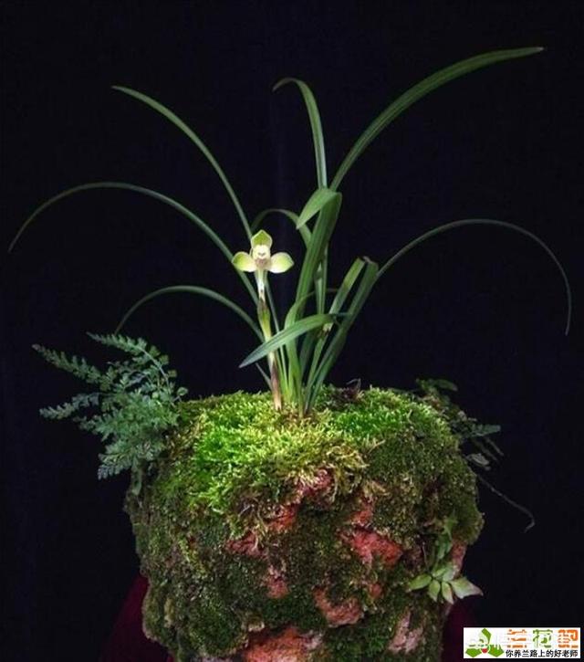 各种兰花的图片_各种兰花图片和市场价格