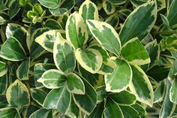 金边黄杨可以放在室内吗_金边黄杨适合什么土壤