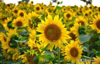 太阳花语寓意是什么_太阳花语和寓意