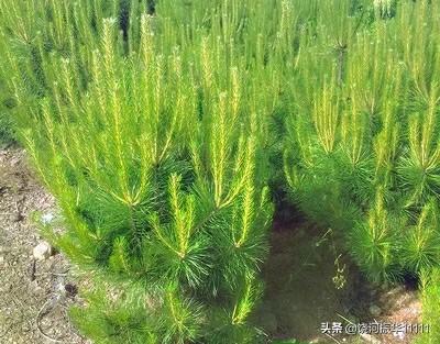 油松树苗批发价格_油松树苗批发市场价格