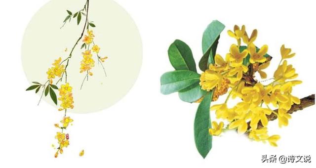 赞美桂花诗句经典_赞美桂花的优美诗词