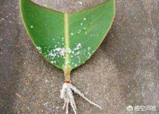 橡皮树的扦插繁殖方法_橡皮树扦插繁殖方法水培