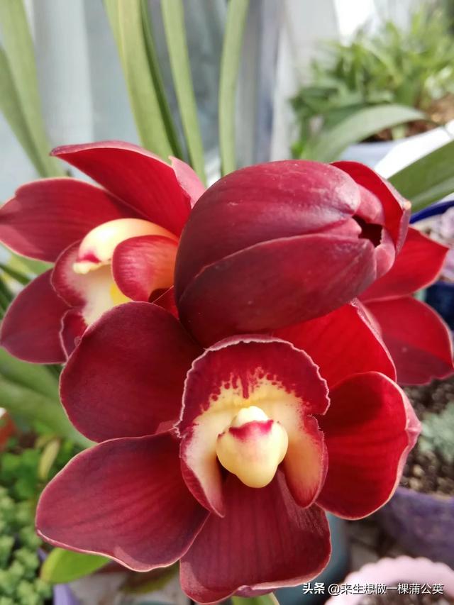 兰花价格表和图片大全_兰花价格与图片