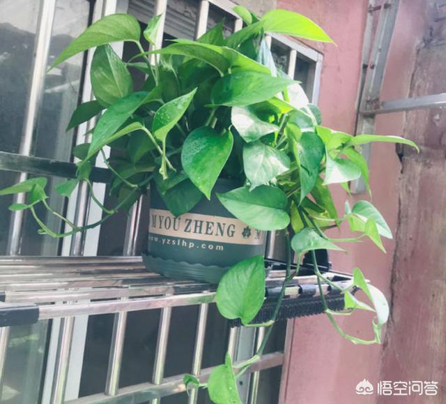 绿萝怎么样才旺盛_绿萝喜欢喝的三种水