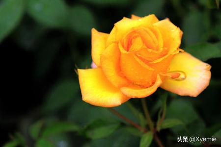 玫瑰花的花语句子_玫瑰花的的句子