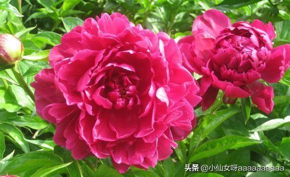 芍药什么时候开花一年开几次花