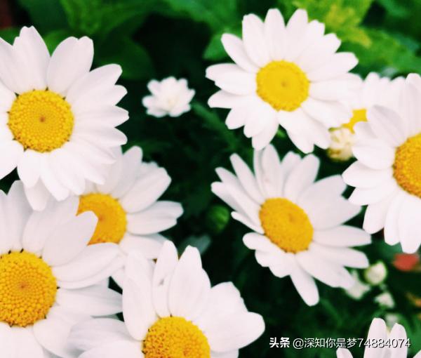 小雏菊花语与寓意_小雏菊的花语和象征