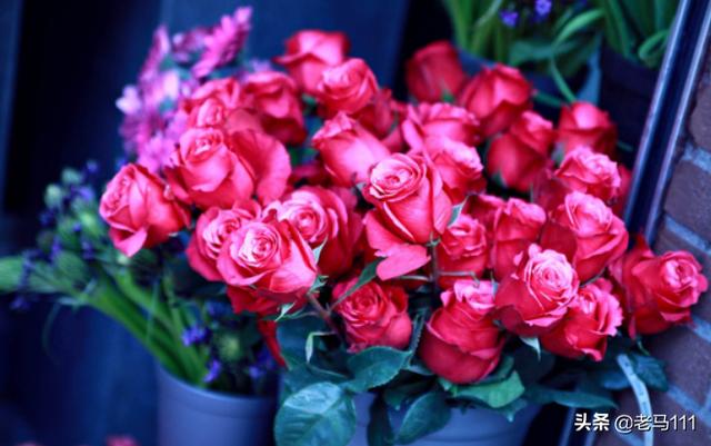 玫瑰花朵数寓意是什么意思_玫瑰花朵数代表什么