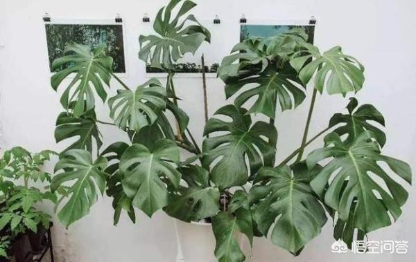 吸甲醛的绿植_除甲醛绿植排名