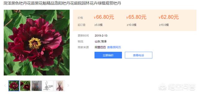 真正的黑牡丹花图片_真正的黑牡丹花图片欣赏