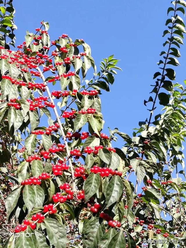 家庭鲜花图片大全_家里鲜花图片实拍