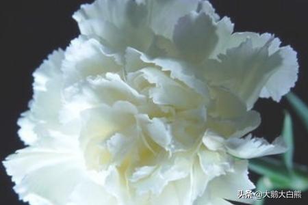 康乃馨花语和寓意送母亲（康乃馨送给母亲什么颜色最好）