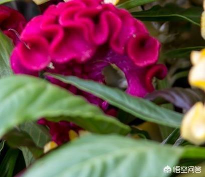 鸡冠花种子几月播种_鸡冠花种子什么时候成熟