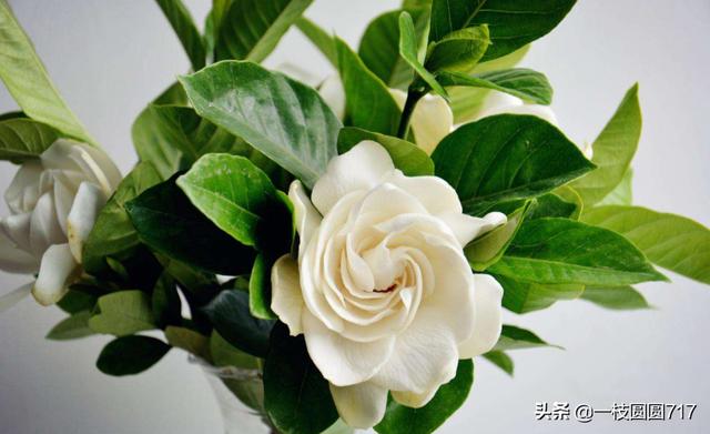 栀子花开有什么寓意_栀子花开有什么寓意和象征