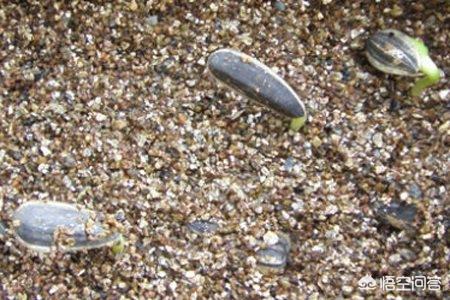 观赏向日葵_观赏向日葵花期多少天