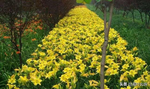 金娃娃萱草冬天死吗_金娃娃萱草可以种子繁殖吗