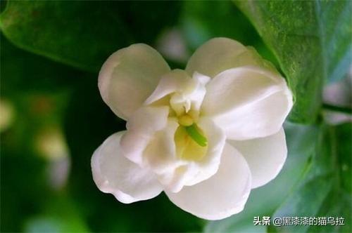 夏天的花有什么特点_夏天的花是什么样子的