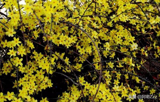 春天开的花有啥_春天开的花有啥品种