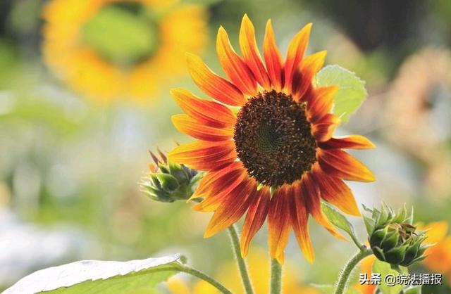 向日葵的外形特征描写_向日葵的外形特征描写10字左右