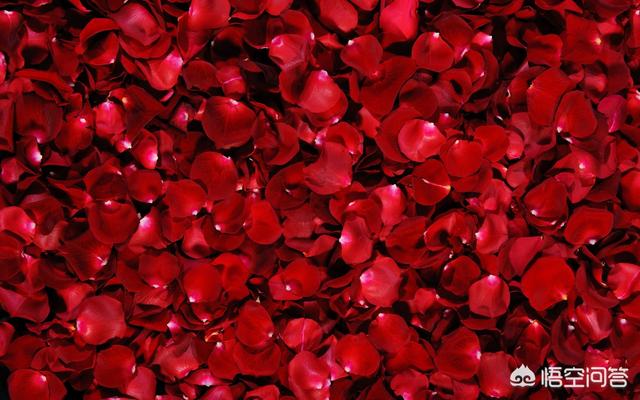 关于玫瑰的唯美短句8字_关于玫瑰的唯美短诗词