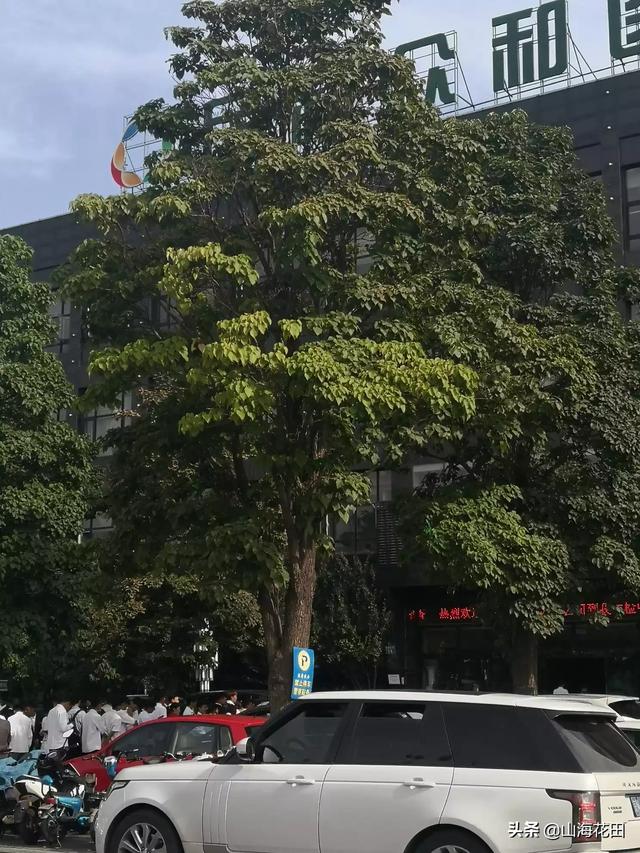 绿化苗木大全_绿化苗木品种大全及名称图册