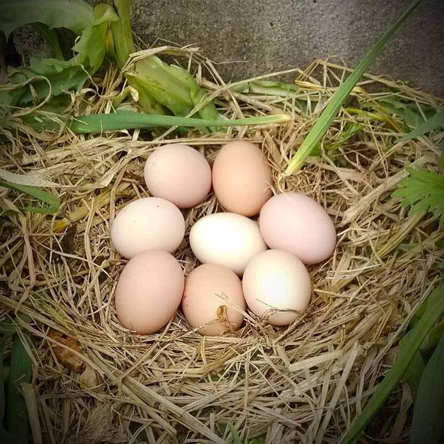 鲜花盛开的山村捡鸡蛋哪一集