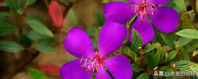 野牡丹治肺肿瘤效果_野牡丹中药别名