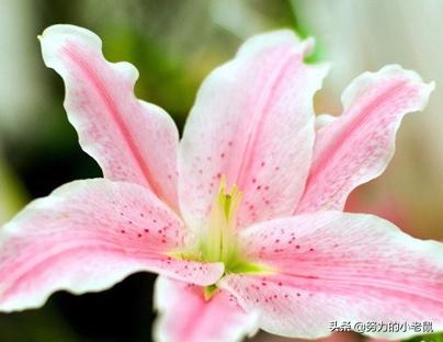 黄百合花的寓意和花语_黄百合花语经典话语