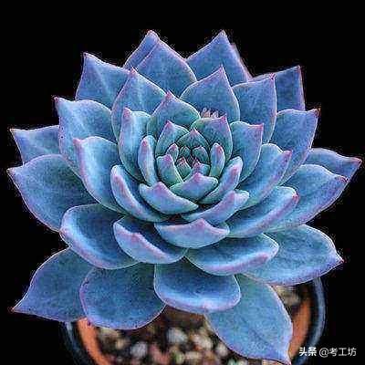 多肉植物的样子介绍_多肉植物的样子介绍怎么写