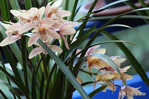 医院看病人送什么花合适_男士住院送什么花好