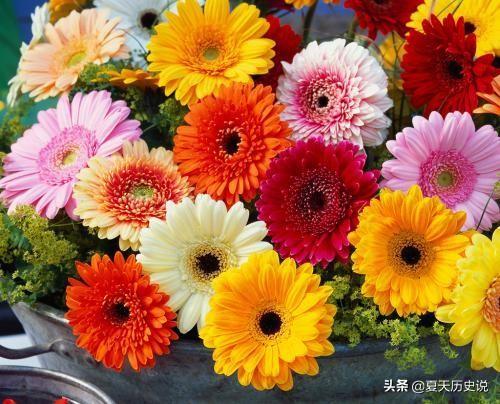 红色扶郎花花语_房车丧尸电影