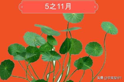 铜钱草开花后怎么处理_铜钱草开花后怎么处理好