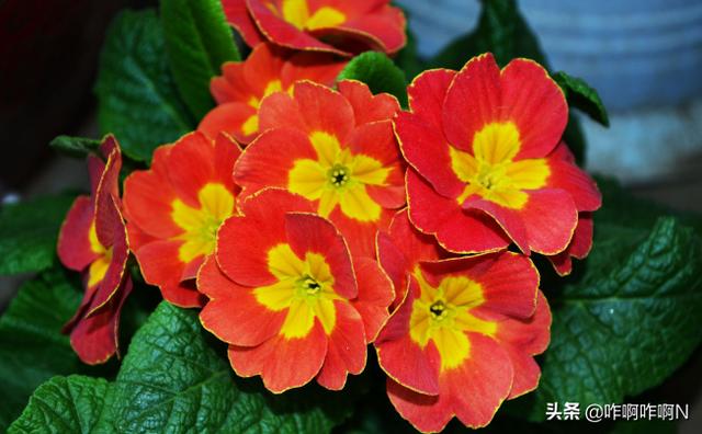 春天开什么花大全_春天开什么花啊